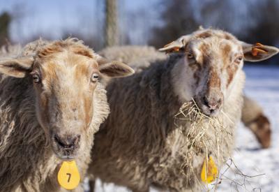 biologische schapen